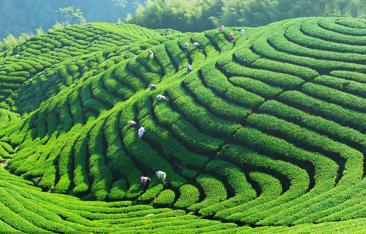 好茶源自好源頭，駒龍小罐帶你走進(jìn)駒龍有機(jī)生態(tài)茶園